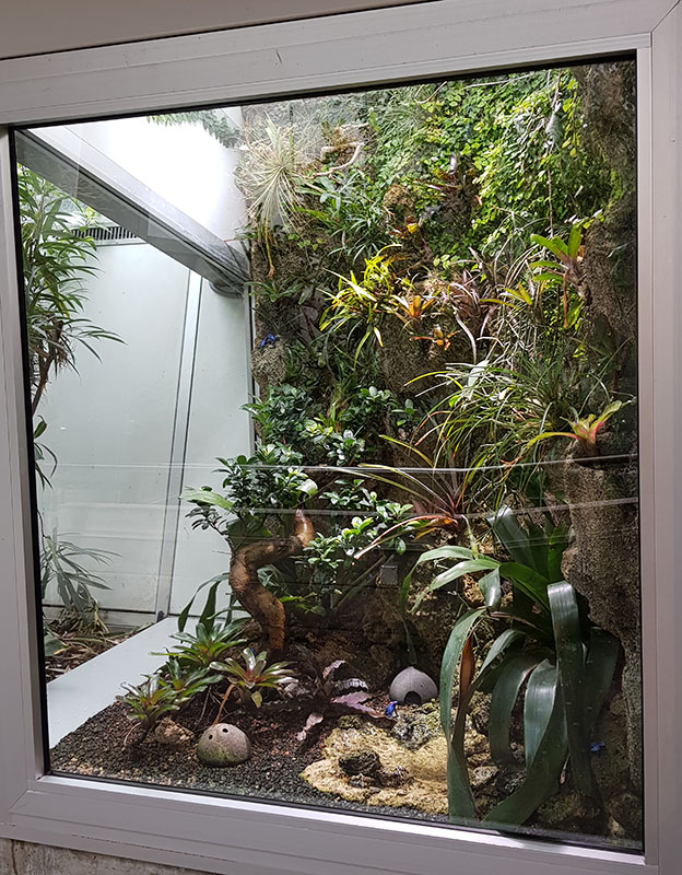 Exotarium: Poison dart frogs