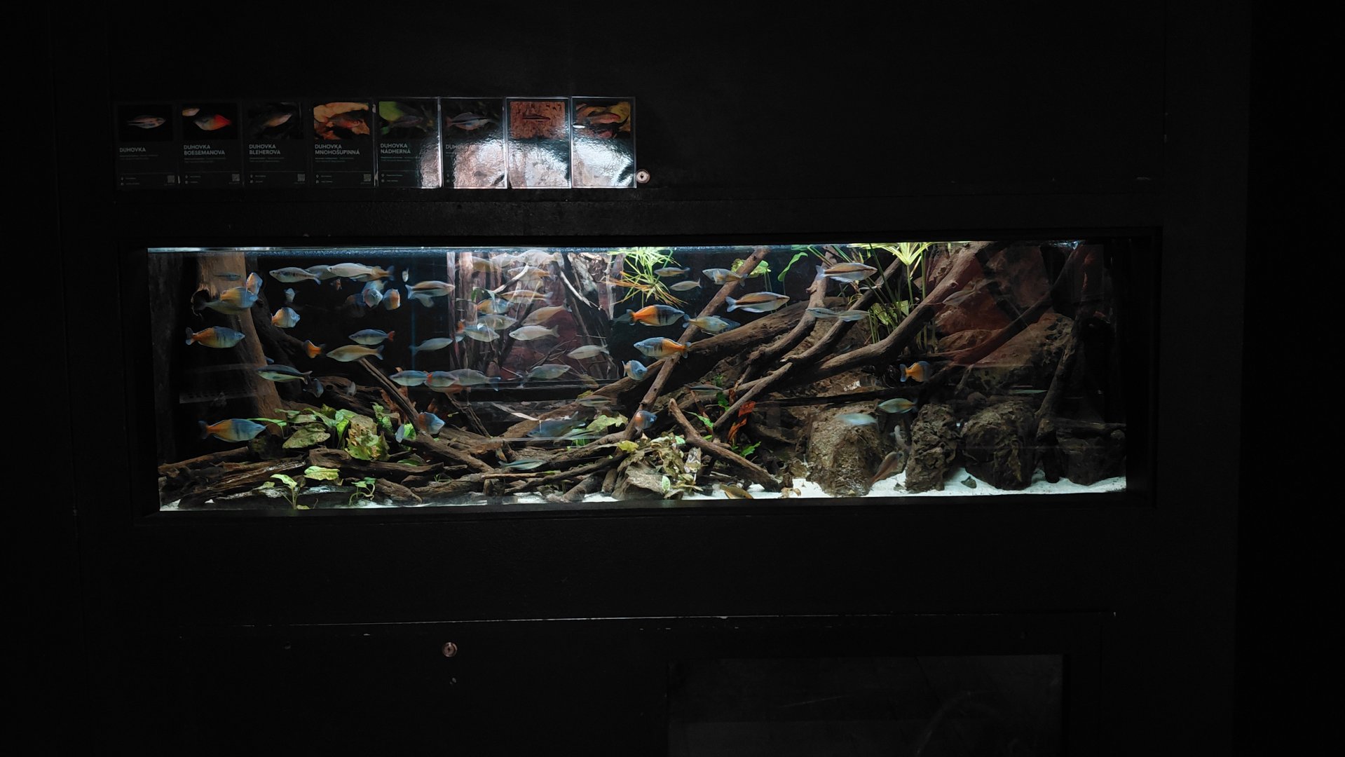 Exotarium - rainbowfish tank