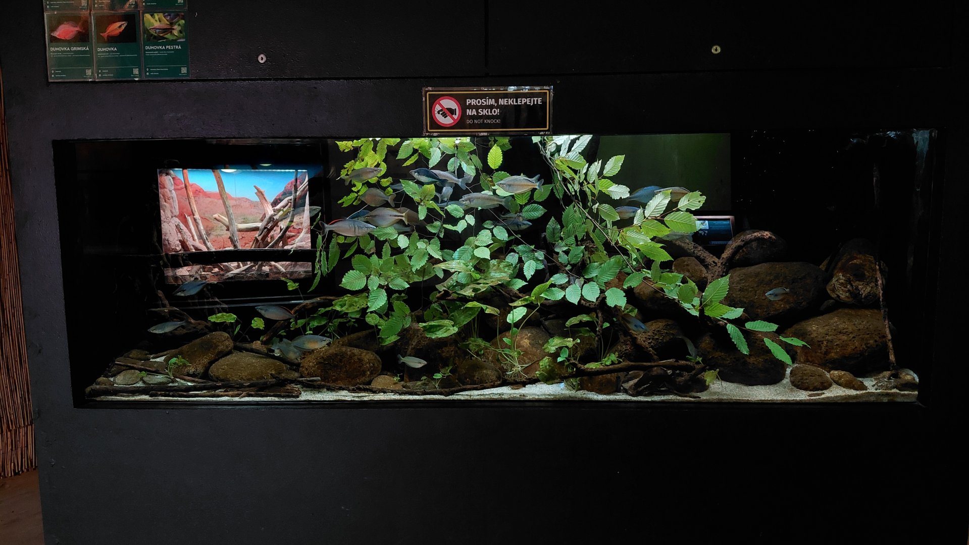 Exotarium - rainbowfish tank