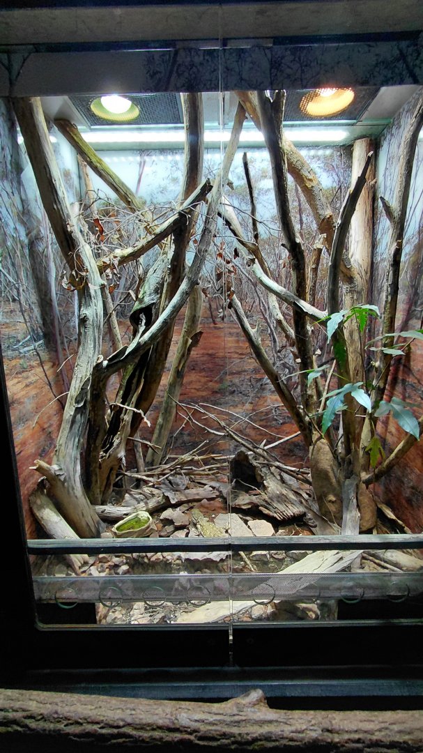 Exotarium - Rankin's dragon + skink exhibit