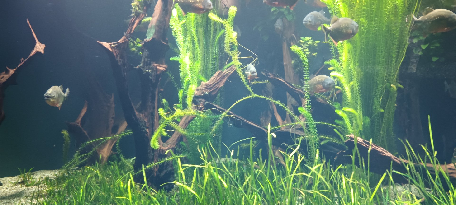 Exotarium Red bellied Piranah Tank