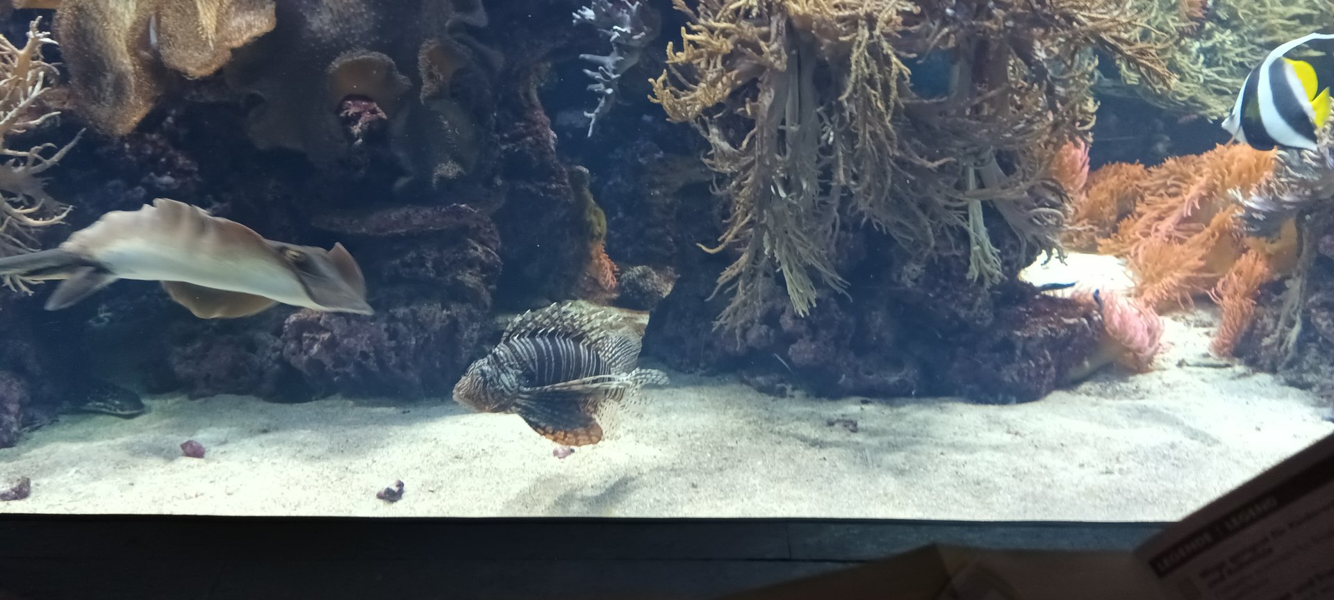 Exotarium Red Lionfish and Blue spootted Stingray