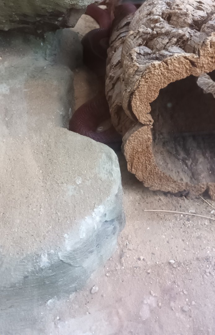 Exotarium: Red spitting Cobra