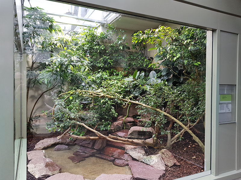 Exotarium: Red tailed racer terrarium