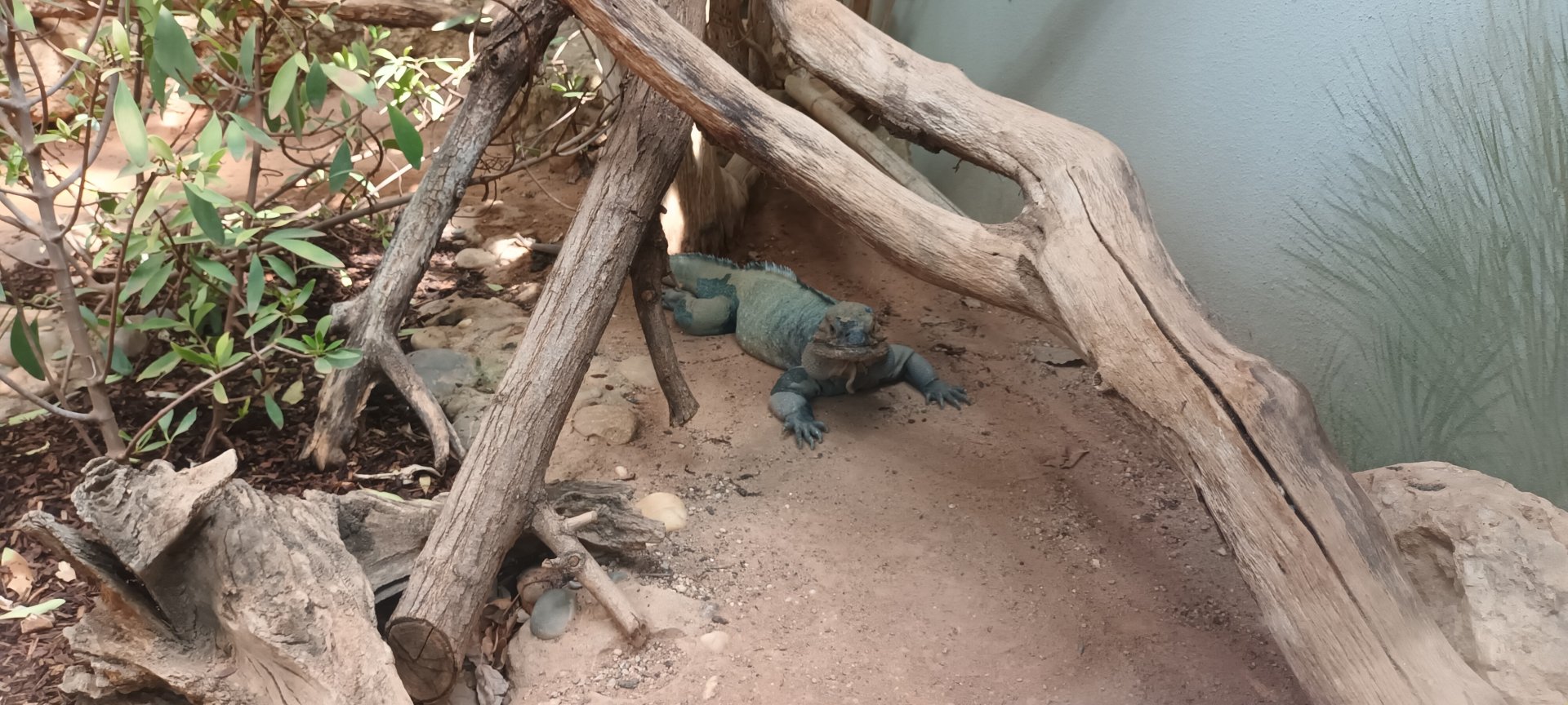Exotarium: Rhinoceros Iguana