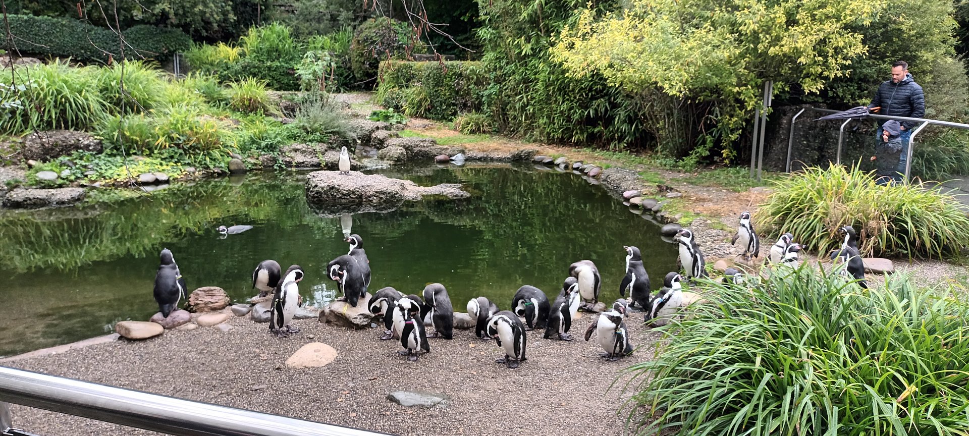 Exotarium Rotational Penguin Outdoor Enclosure