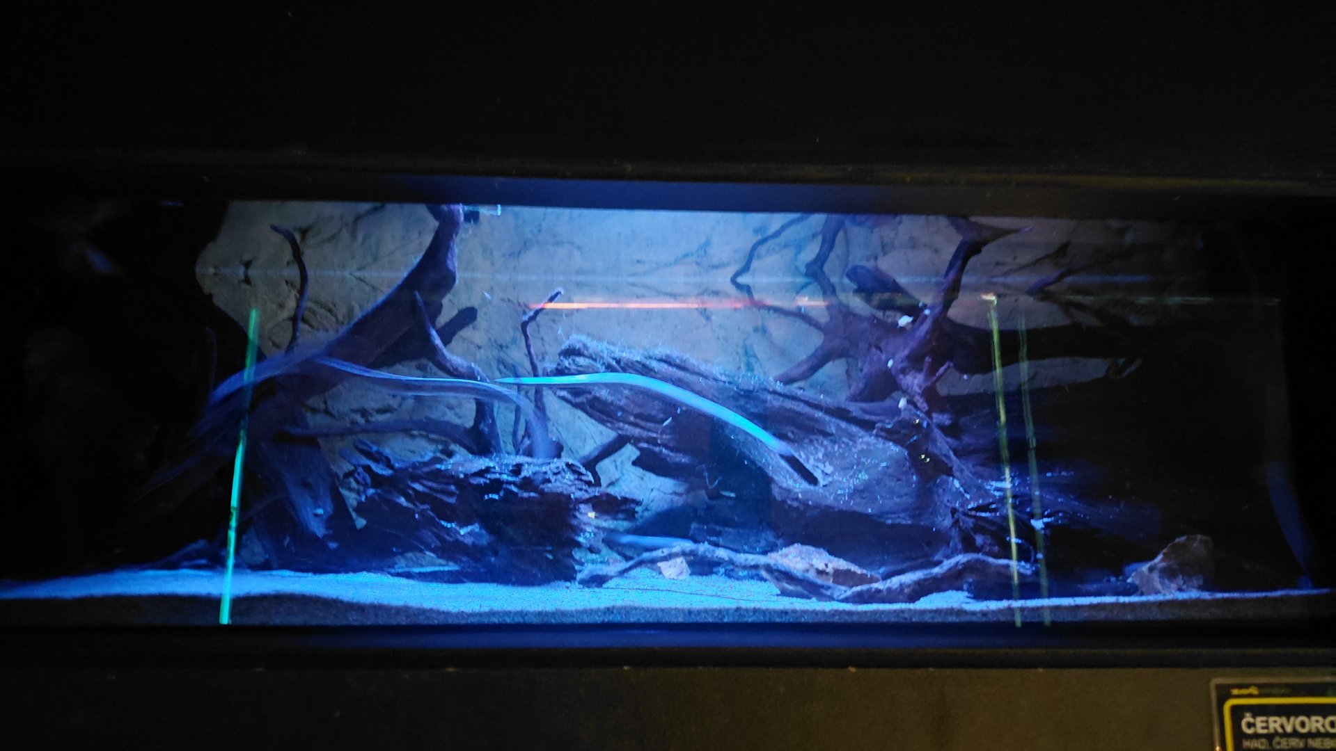 Exotarium - Rubber eel tank
