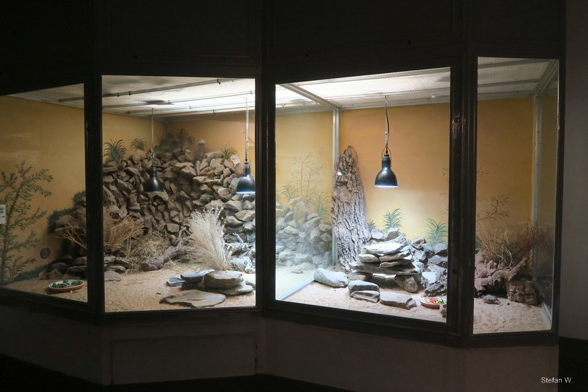 Exotarium - Sahara Terrariums