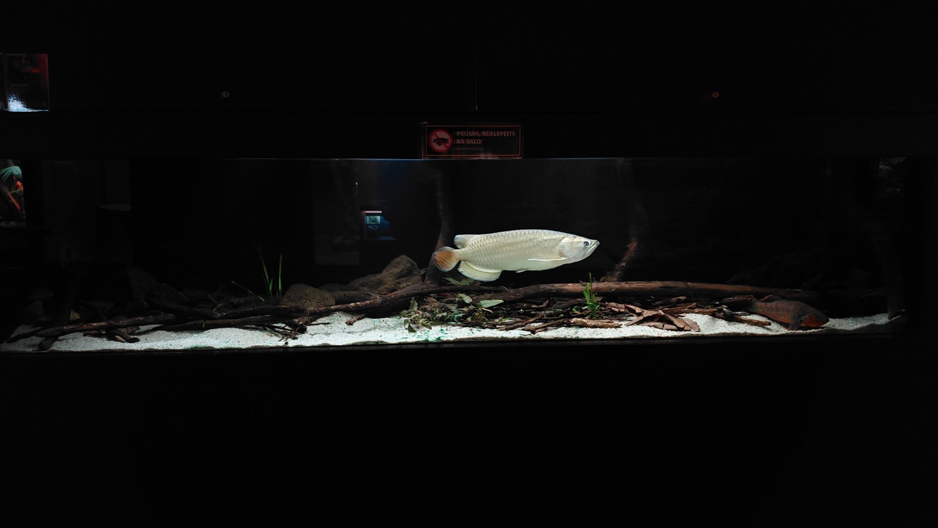 Exotarium - Saratoga+gudgeon tank