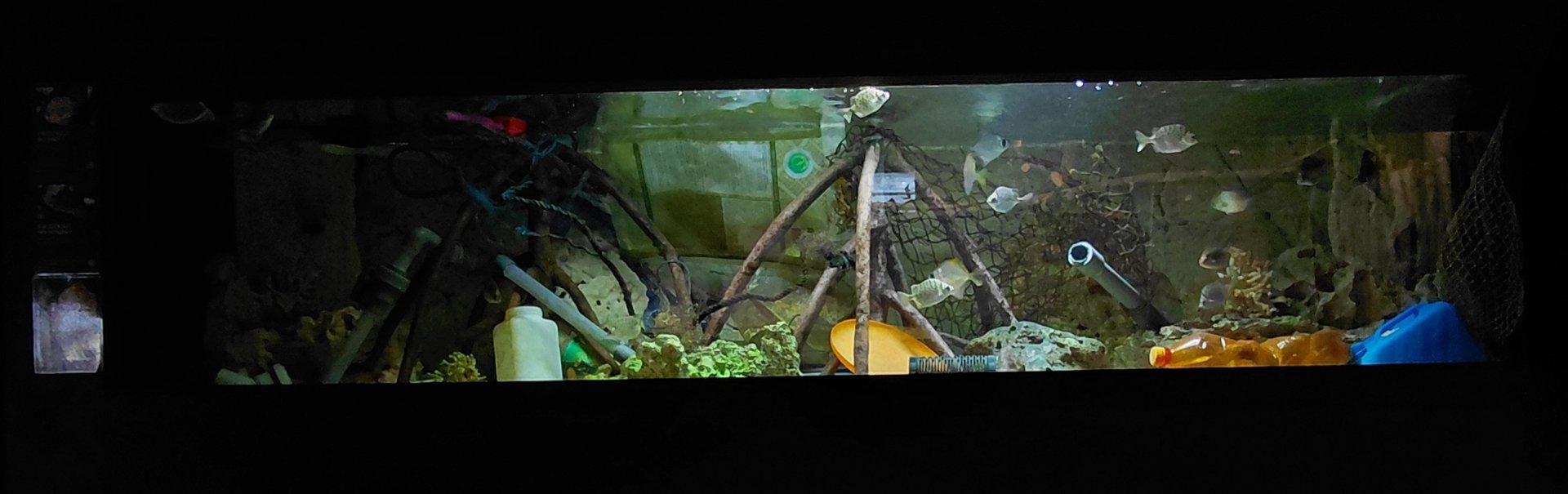 Exotarium - Scat tank