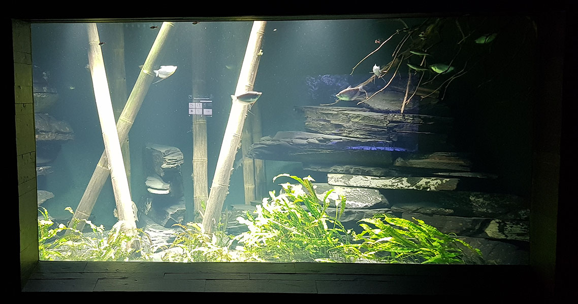 Exotarium: SE Asia sweetwater aquarium