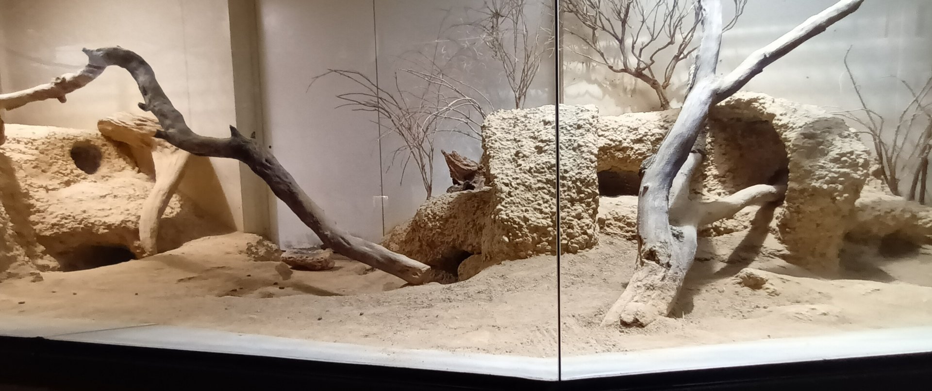Exotarium second Burrowing Owl and Plains Viscacha Enclosure