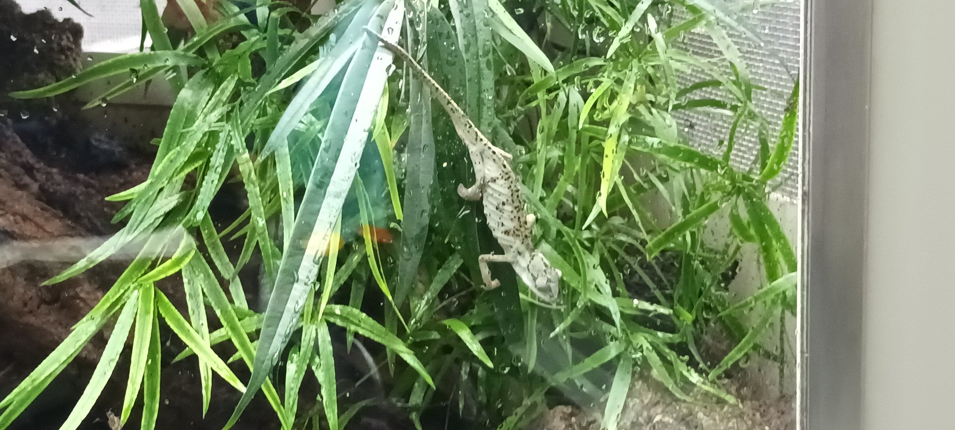 Exotarium Seychelles Tiger Chameleon