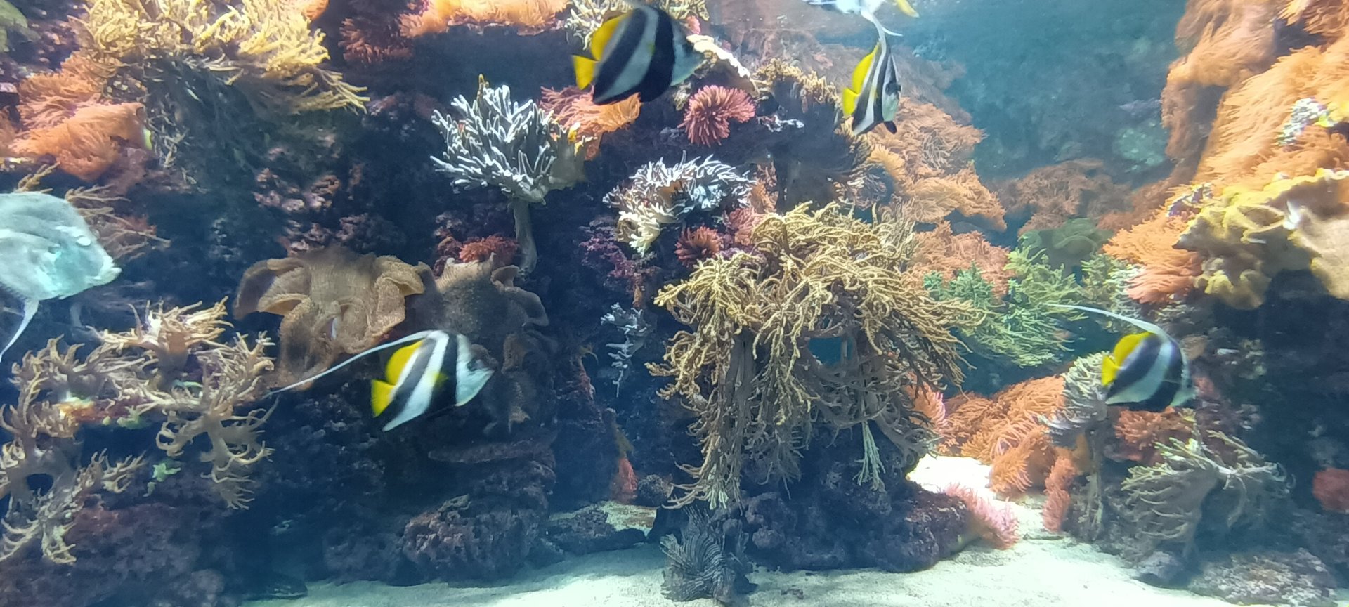 Exotarium Shark Tank