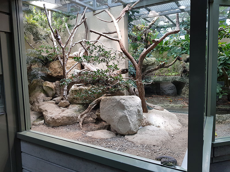 Exotarium:  Shingleback