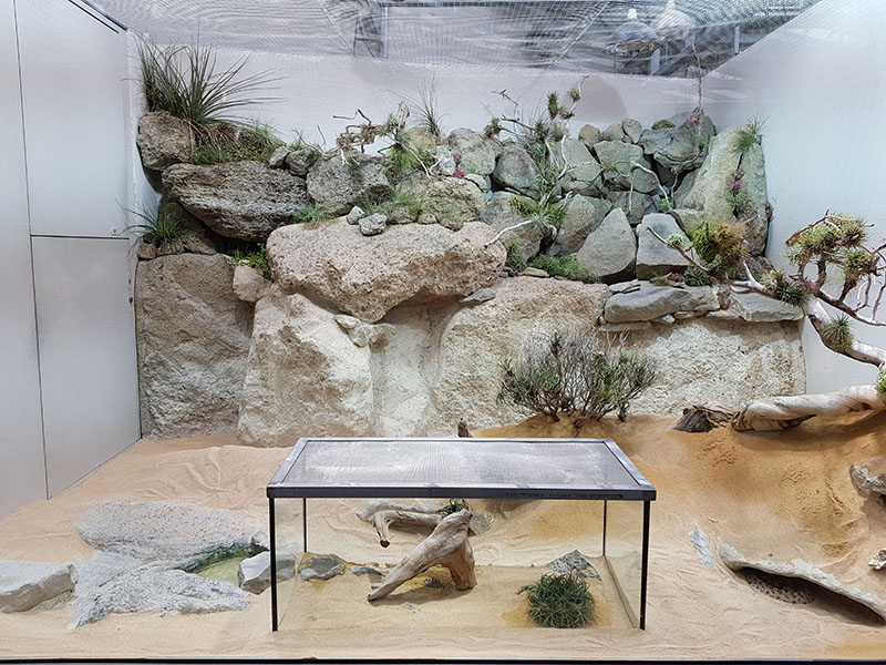 Exotarium: Sidewinder and baja blue rock lizard terrarium