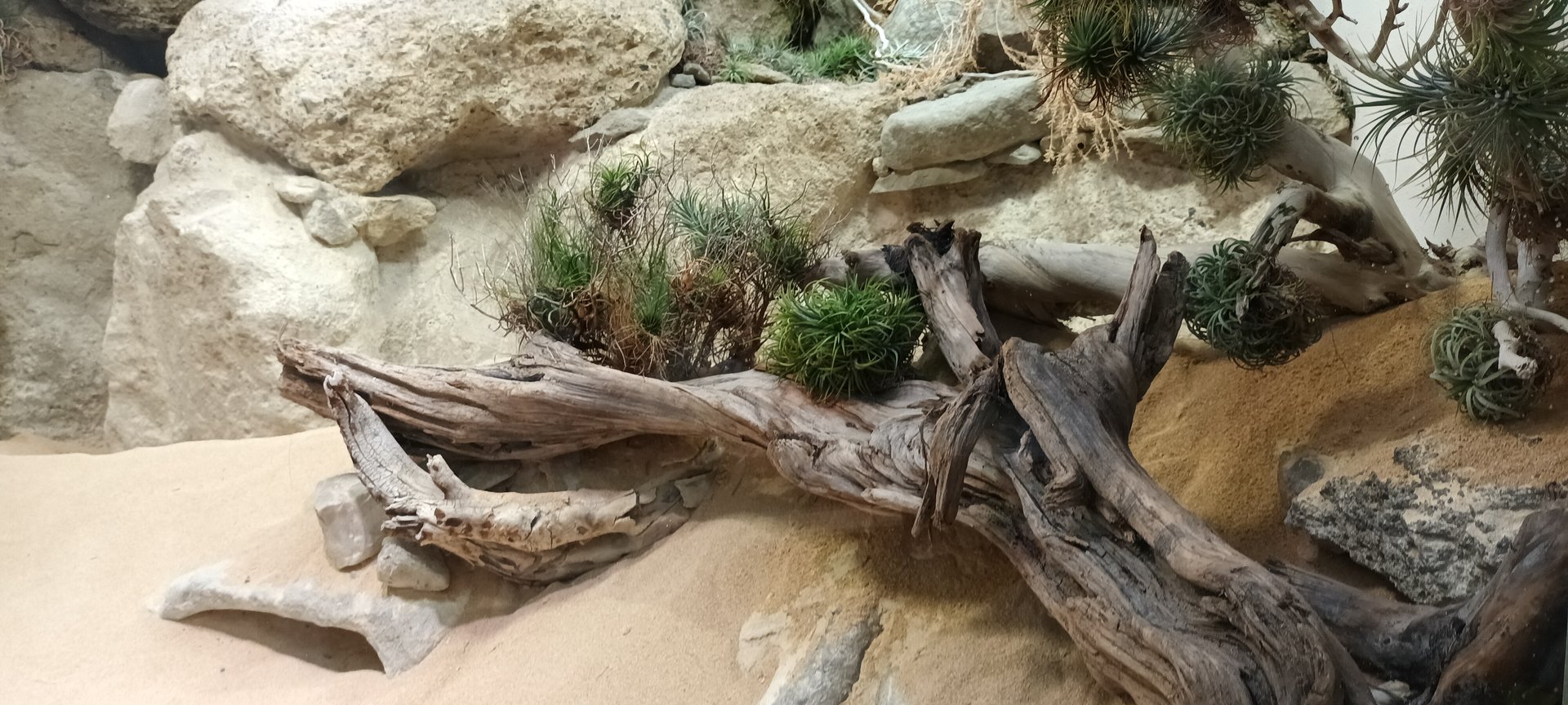 Exotarium Sidewinder Habitat