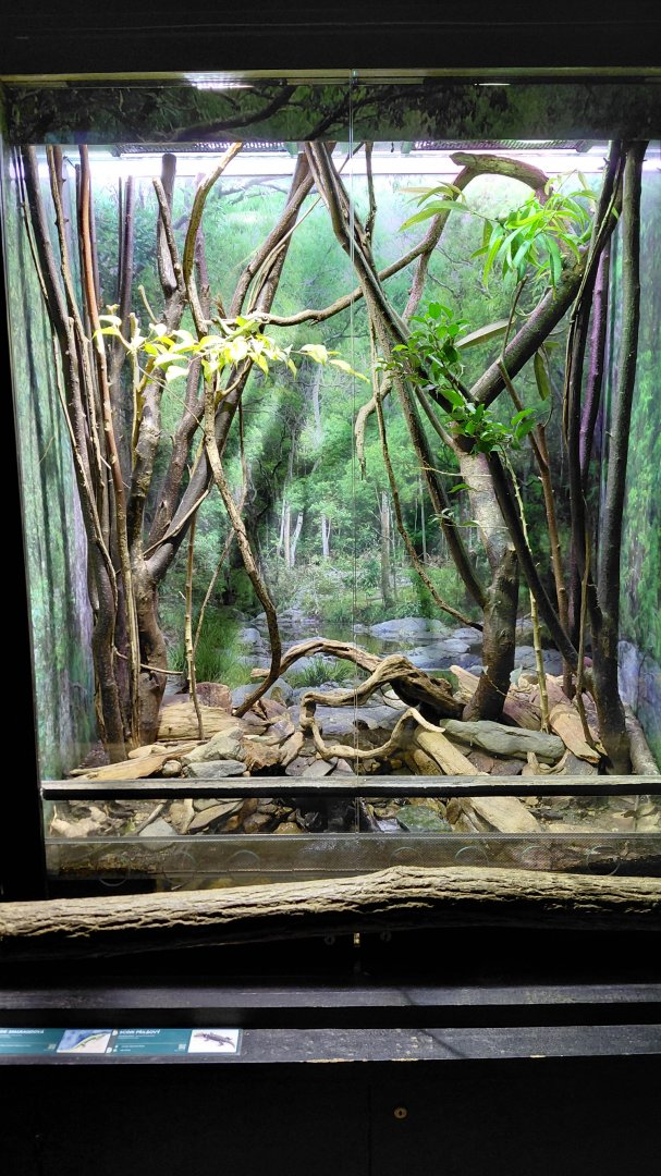 Exotarium - skink exhibit