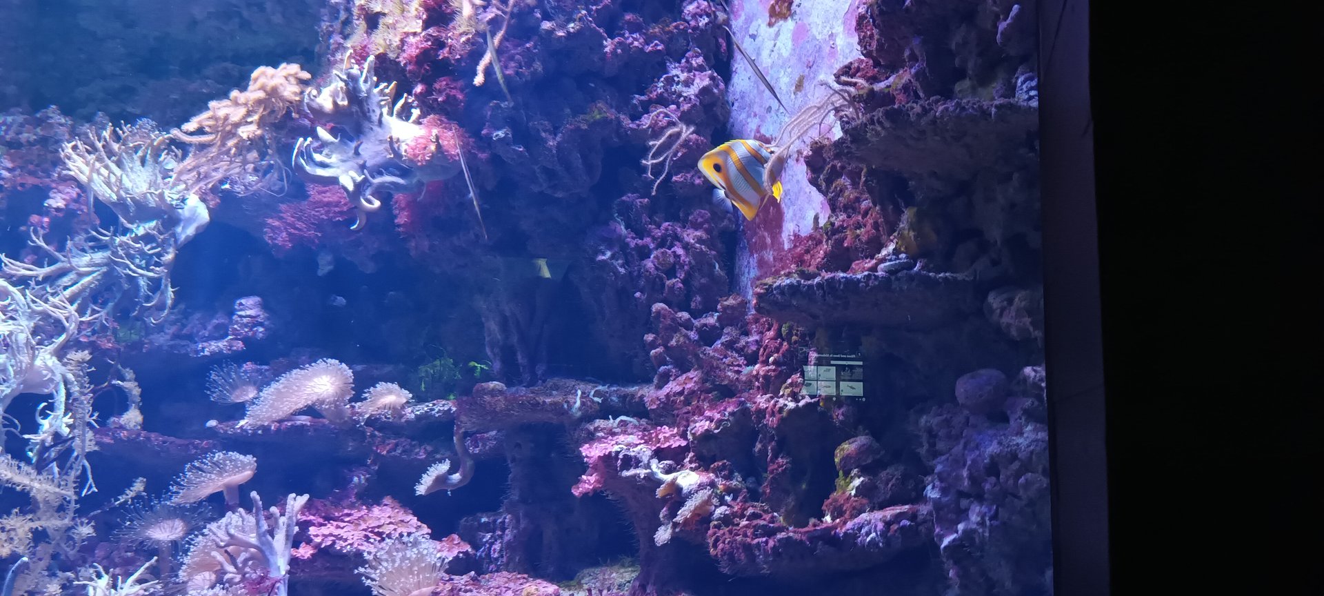 Exotarium small Reef Tank