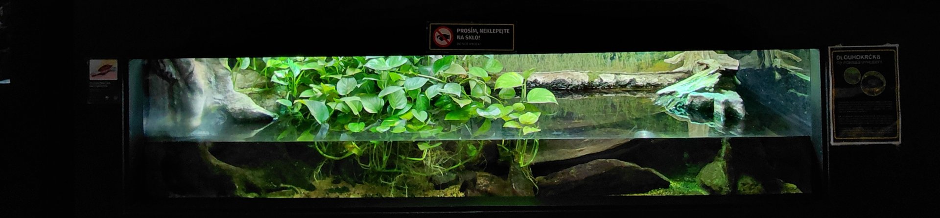 Exotarium - snake-necked turtle exhibit