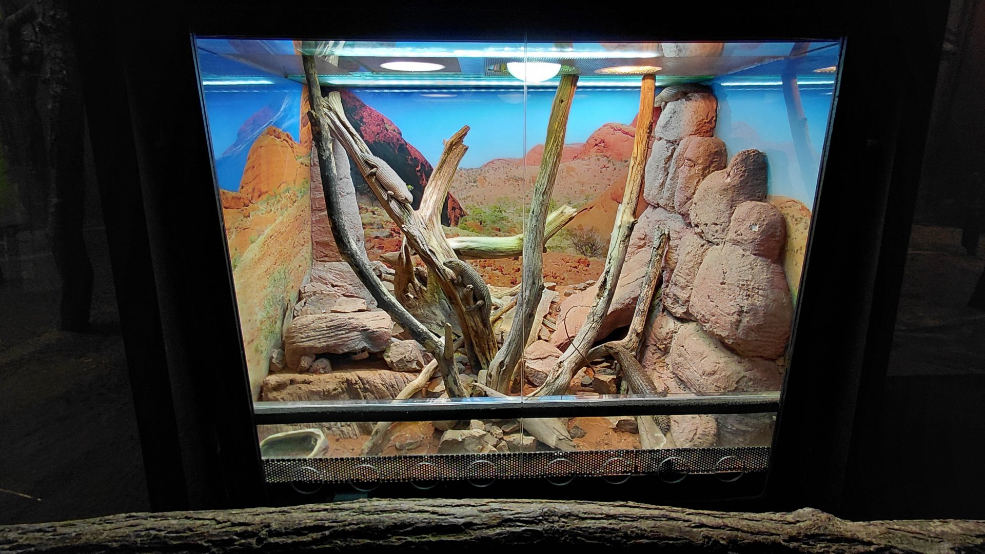 Exotarium - Stoke's skink exhibit
