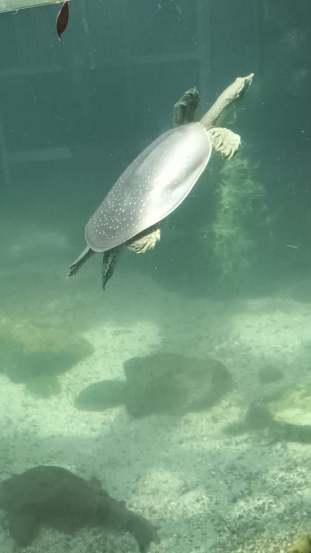 Exotarium: Texas spiny softshell Turtle