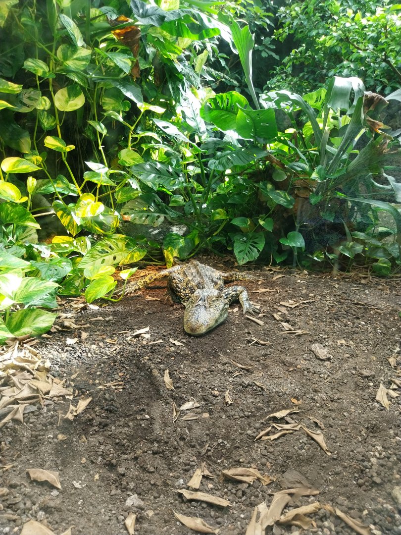 Exotarium - Top floor - Broad-snouted caiman (Caiman latirostris)