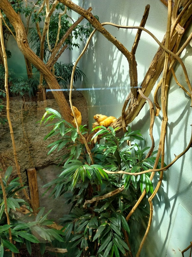 Exotarium - Top floor - Canopy view - Golden lion tamarin (Leonthopithecus rosalia)