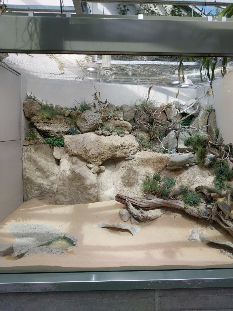 Exotarium - Top floor - Sonora desert sidewinder exhibit