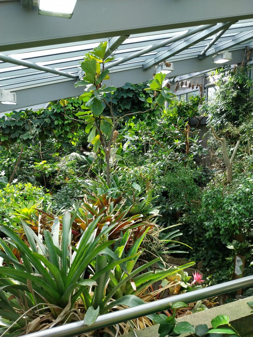 Exotarium - Top floor - South American rainforest