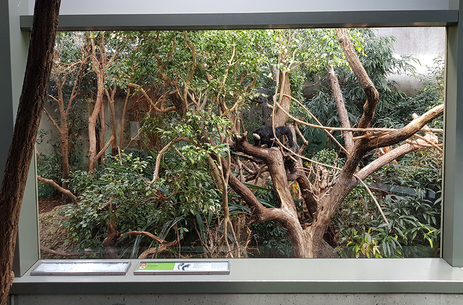 Exotarium: Top level viewpoint of agouti/motmot/white faced saki enclosure