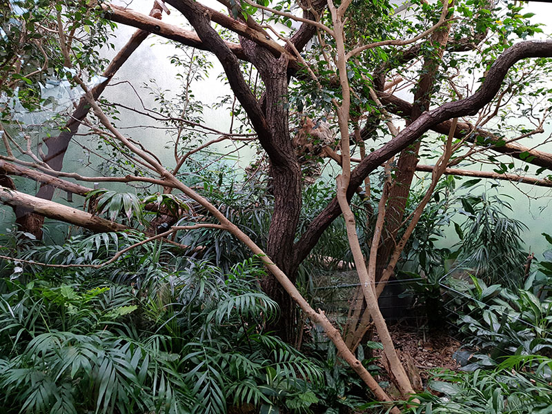 Exotarium: Two toed sloth