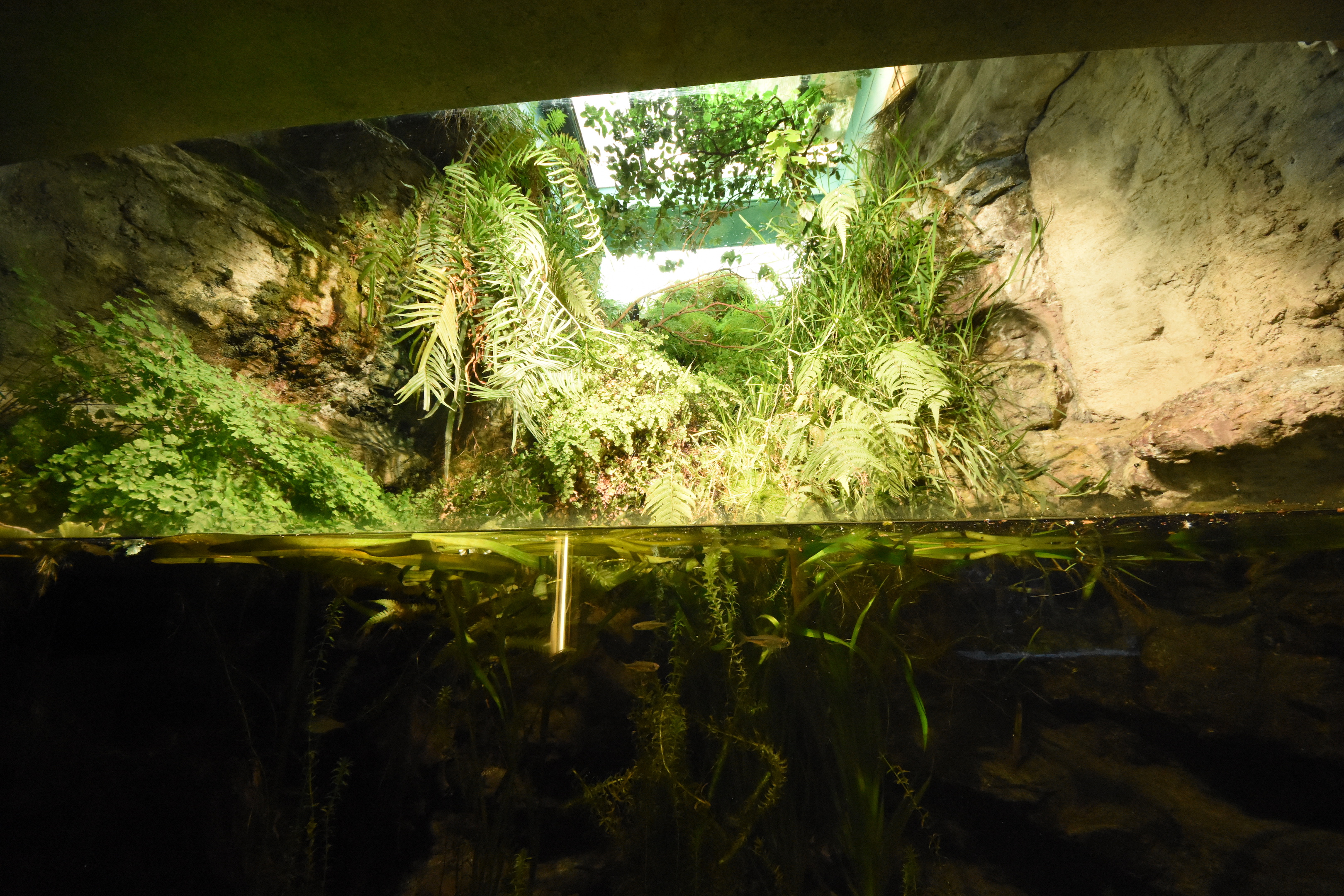 Exotarium - Wagtail enclosure