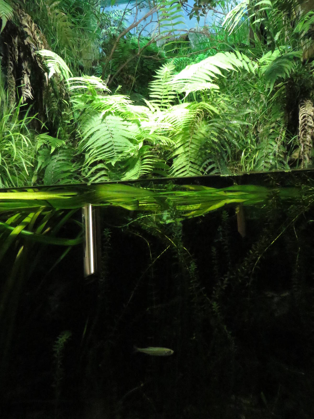 Exotarium - Wagtail exhibit