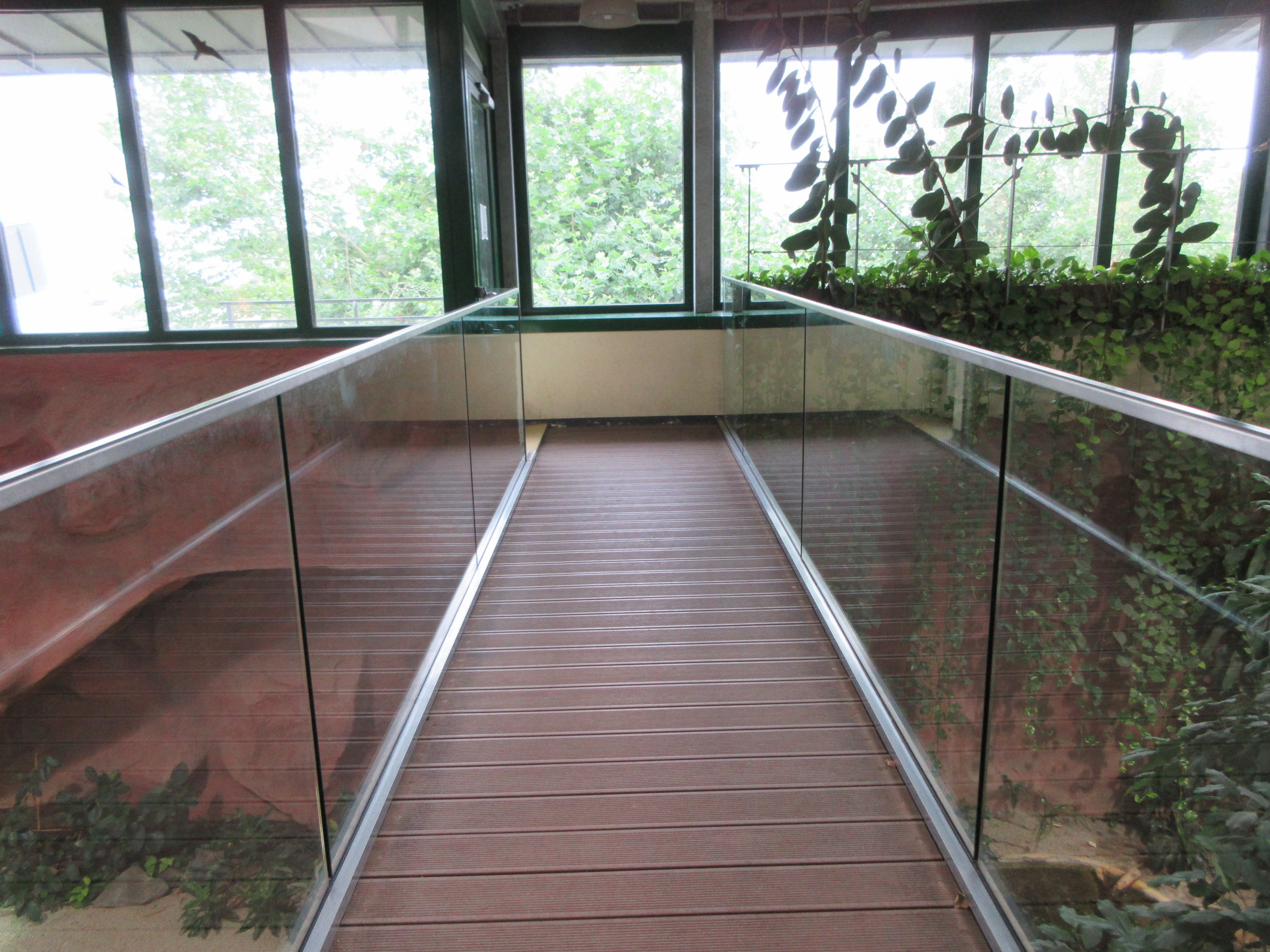 Exotarium - walkway over Spectacled Caiman pool