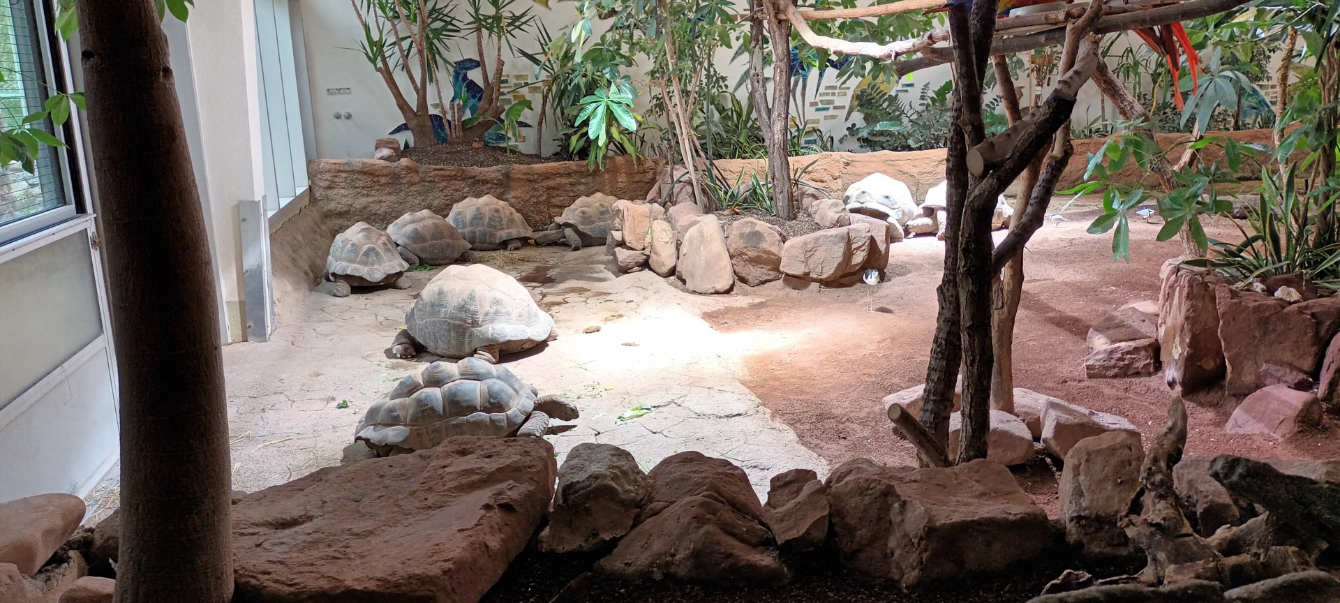 Exotenhaus: Aldabra giant Tortoise Enclosure