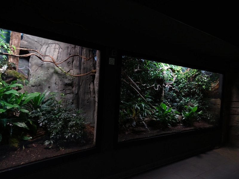 Exotenhaus: Bengal slow loris enclosure