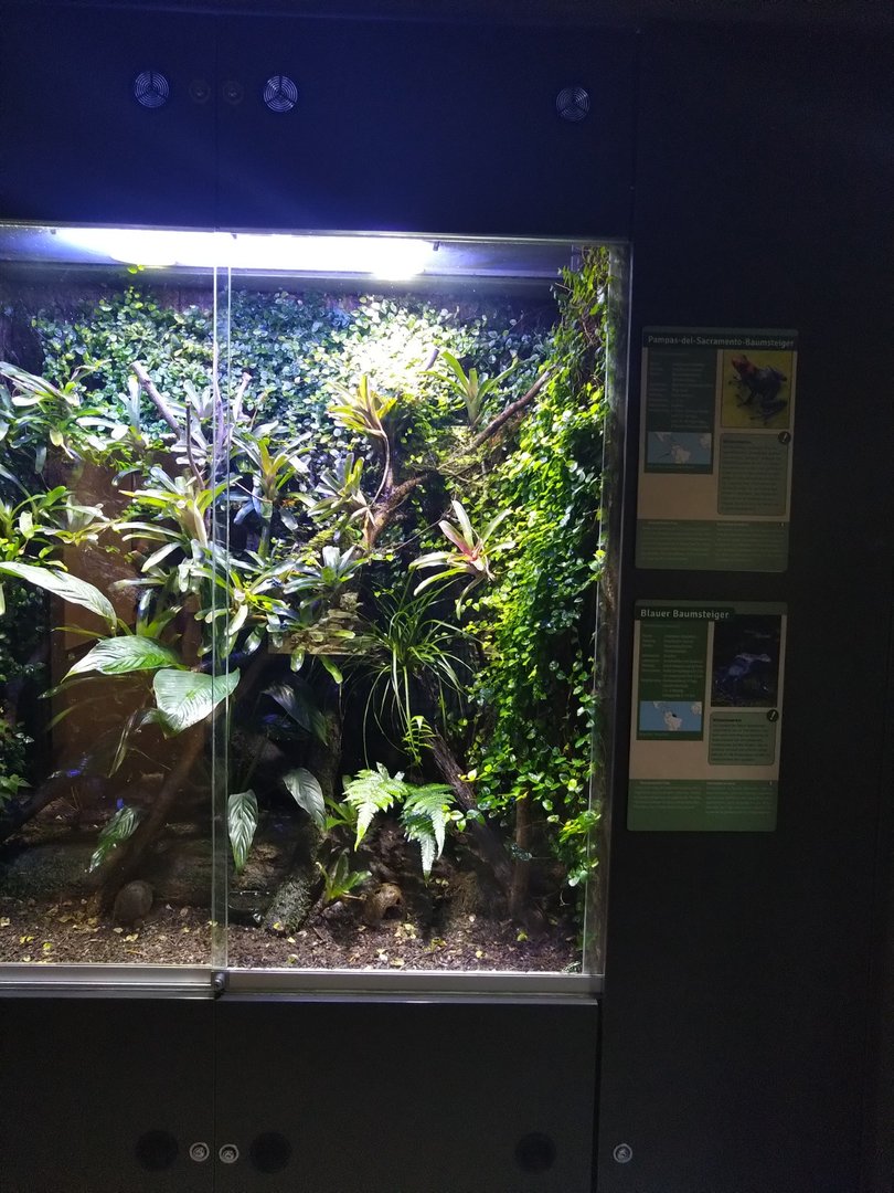 Exotenhaus - Brazil nut poison frog, Green & black poison frog, blue poison dart frog, blessed poison frog terrarium