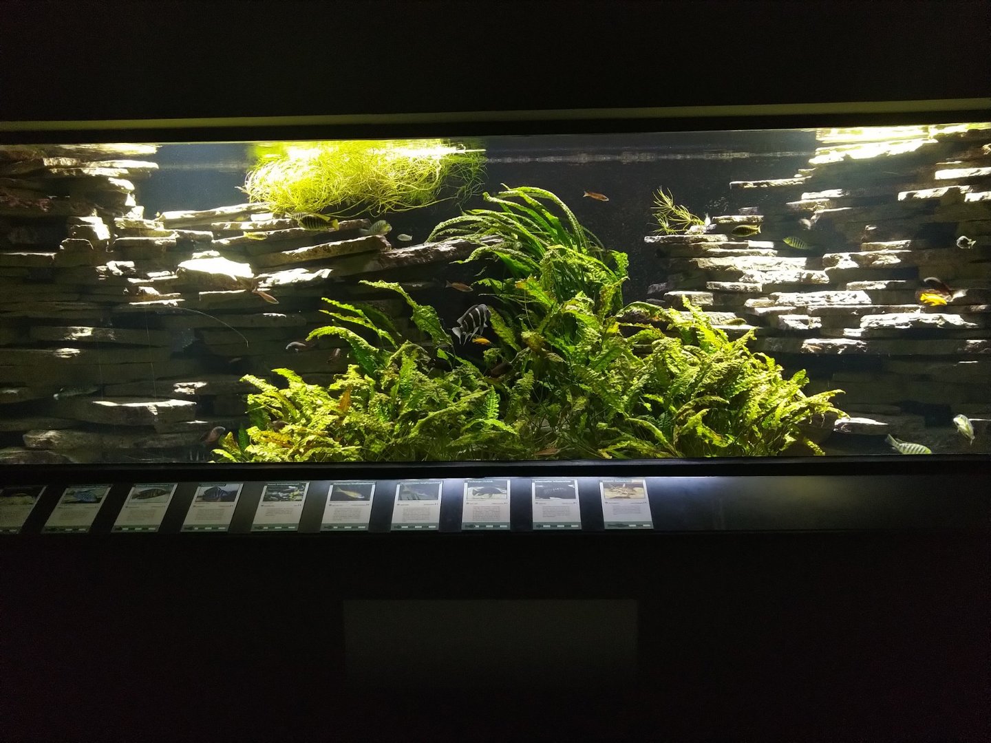 Exotenhaus - Cichlid aquarium