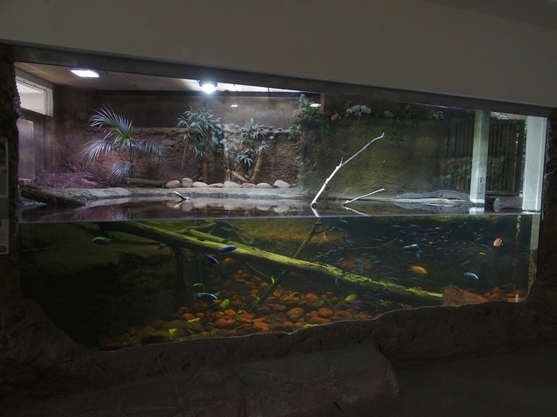 Exotenhaus: Dwarf crocodile & cichlid enclosure