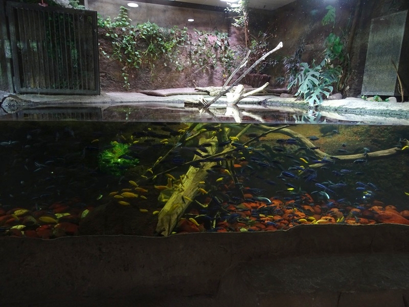Exotenhaus: Dwarf crocodile & cichlid enclosure