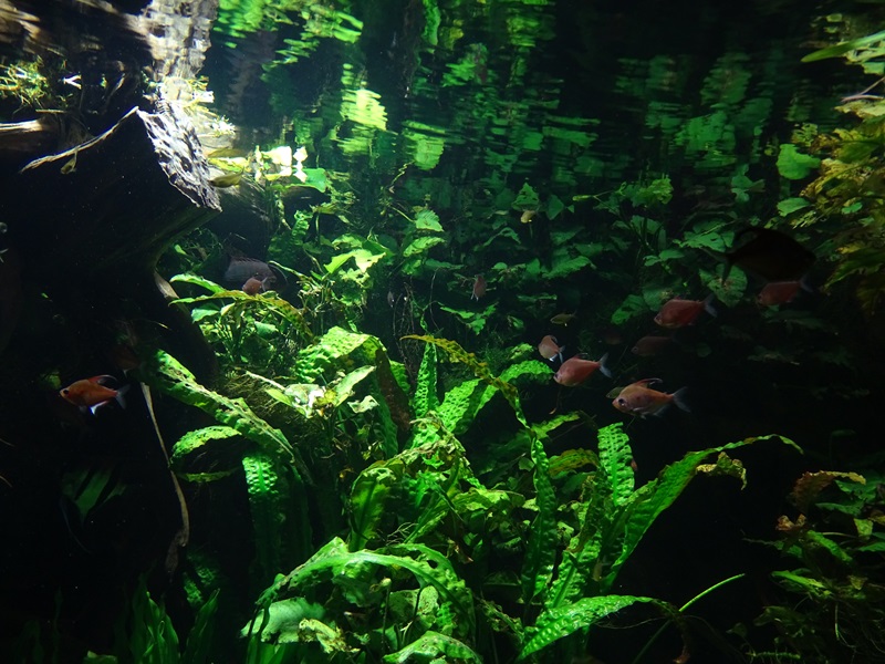 Exotenhaus: First South American tank