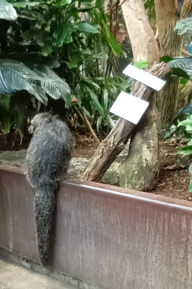 Exotenhaus: freeroaming White faced Saki