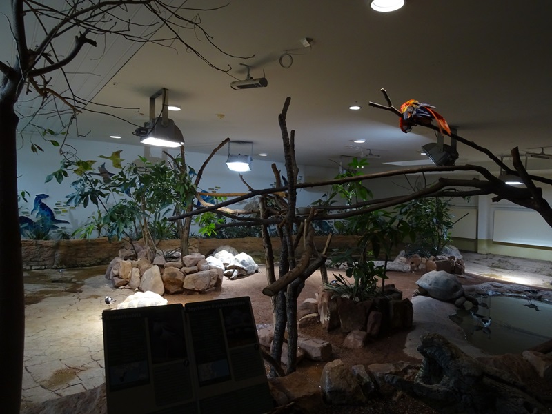Exotenhaus: Giant tortoise/macaw/stilt/plover enclosure