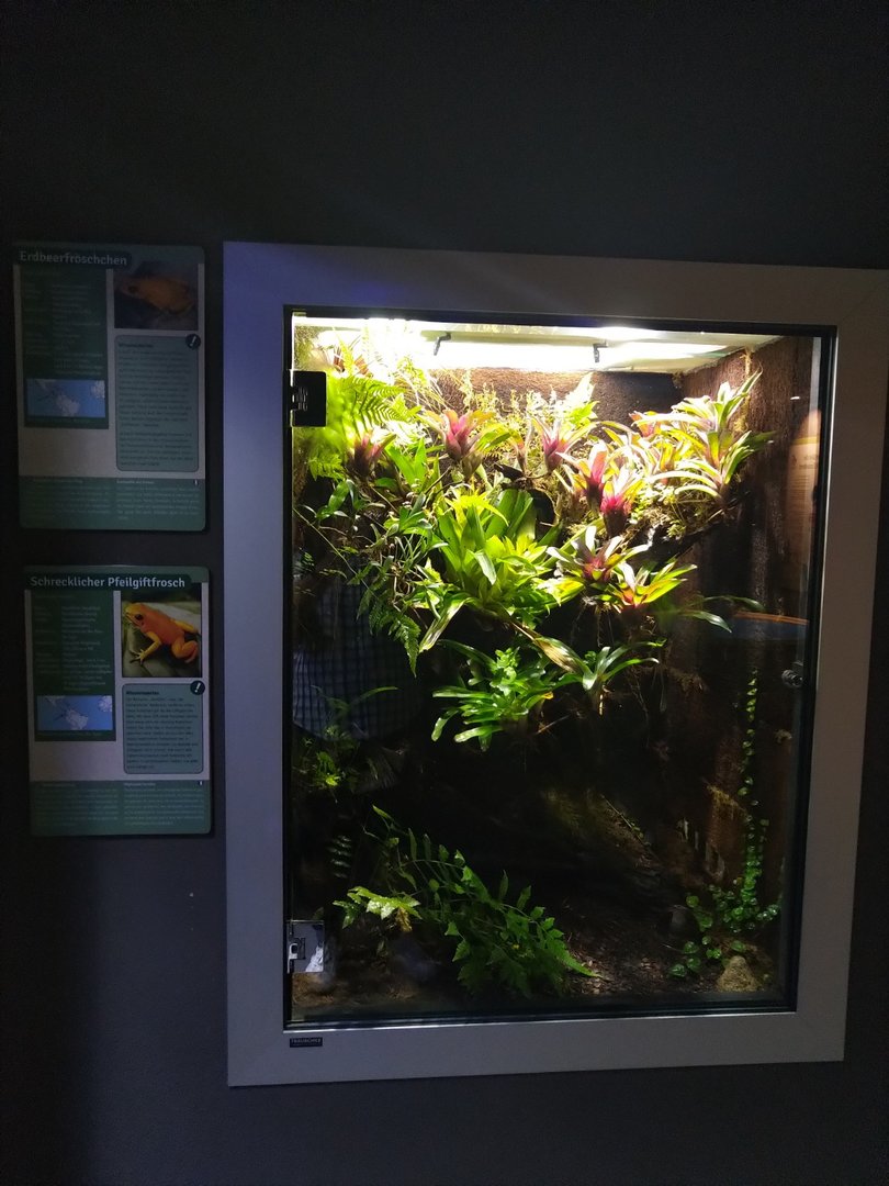 Exotenhaus - Golden poison frog & Strawberry poison dart frog terrarium