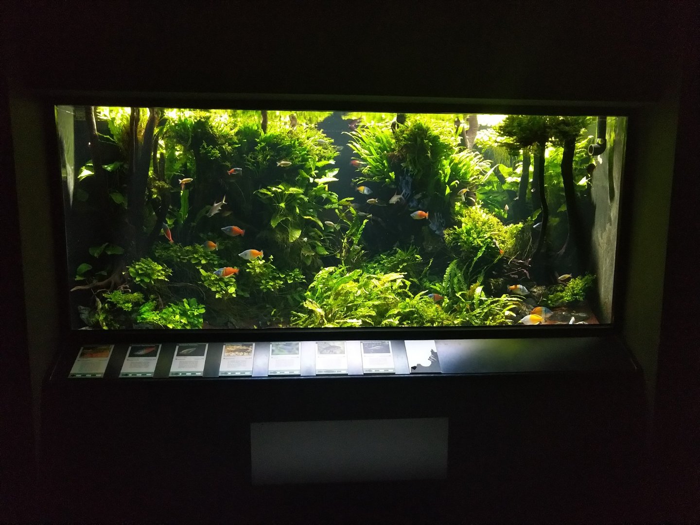 Exotenhaus - New Guinea aquarium