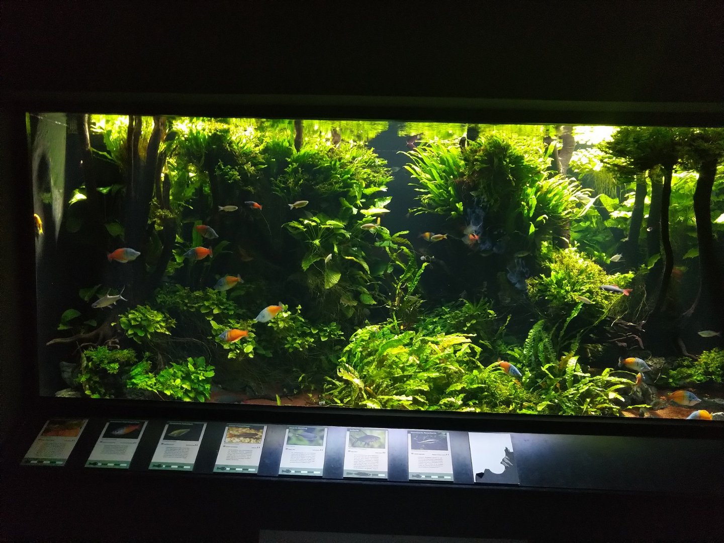 Exotenhaus - New Guinea aquarium