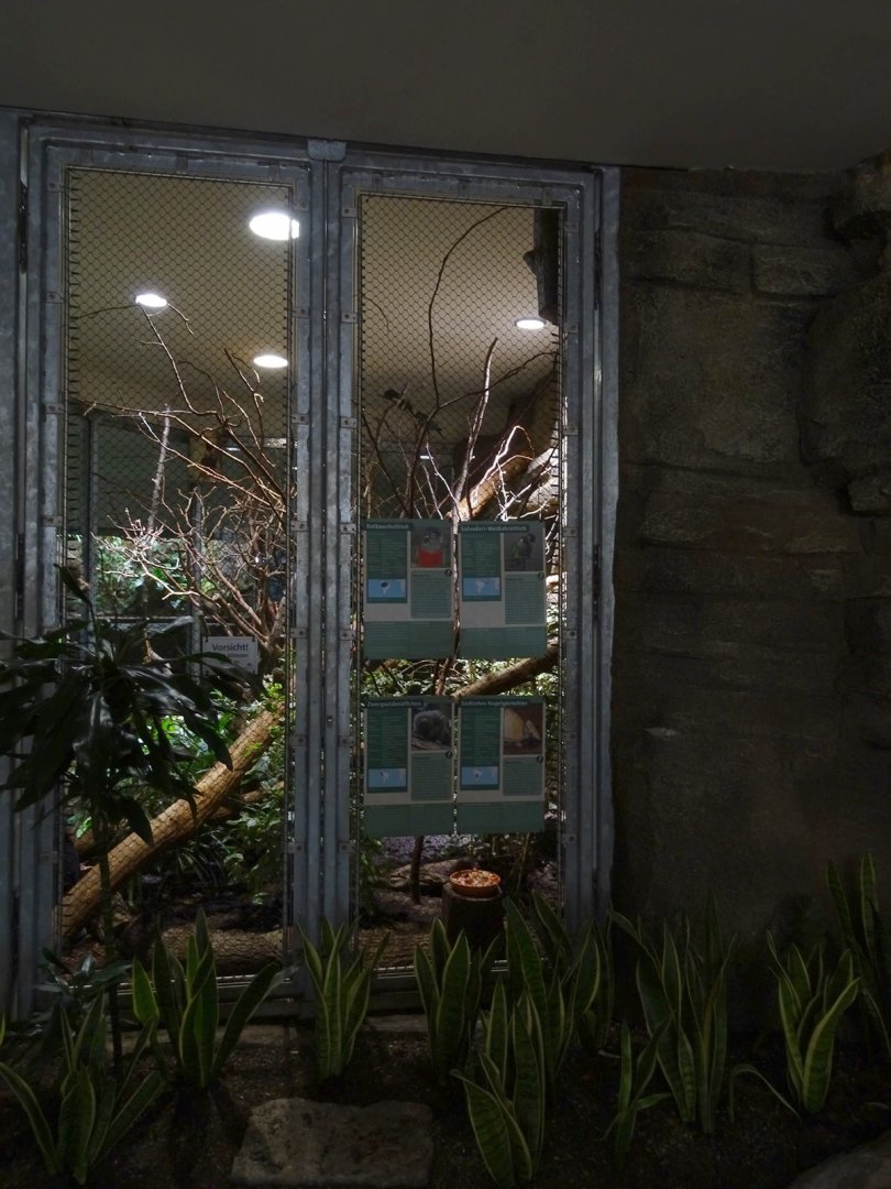 Exotenhaus: Pygmy marmoset and parakeet enclosure