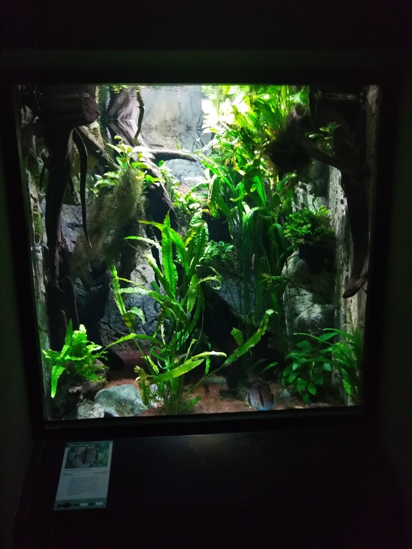 Exotenhaus - Rio Negro aquarium