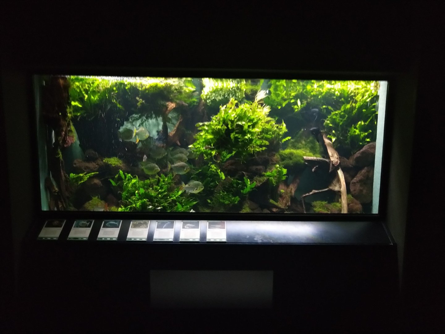 Exotenhaus - Silver Dollar fish aquarium